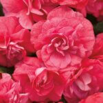 Impatiens, Double Rockapulco Coral Reef