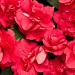 Impatiens, Double Rockapulco Red