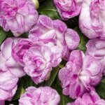 Impatiens, Double Rockapulco Wisteria