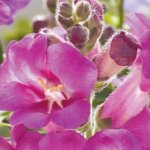 Snapdragon, Rosey Dragon
