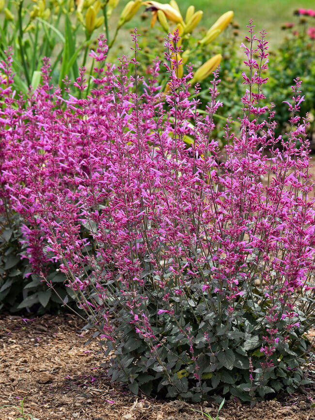 Agastache, Royal Raspberry