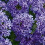 Verbena, Superbena Royale Chambray