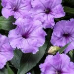 Ruellia, Machu Morado