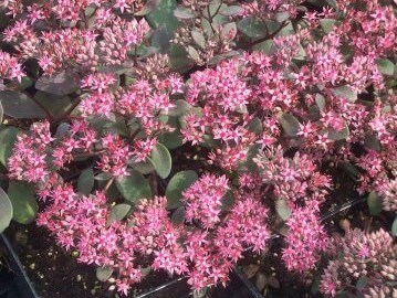 Sedum, Bertram Anderson