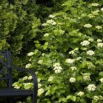 Viburnum, Arrowwood Sparkler