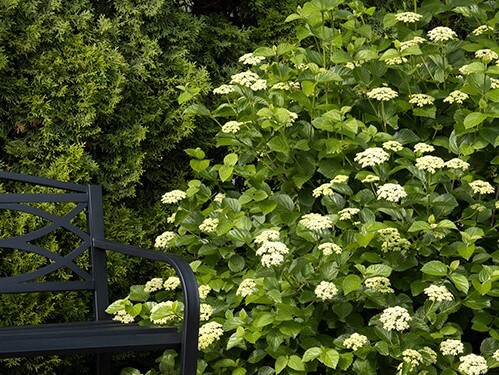 Viburnum, Arrowwood Sparkler
