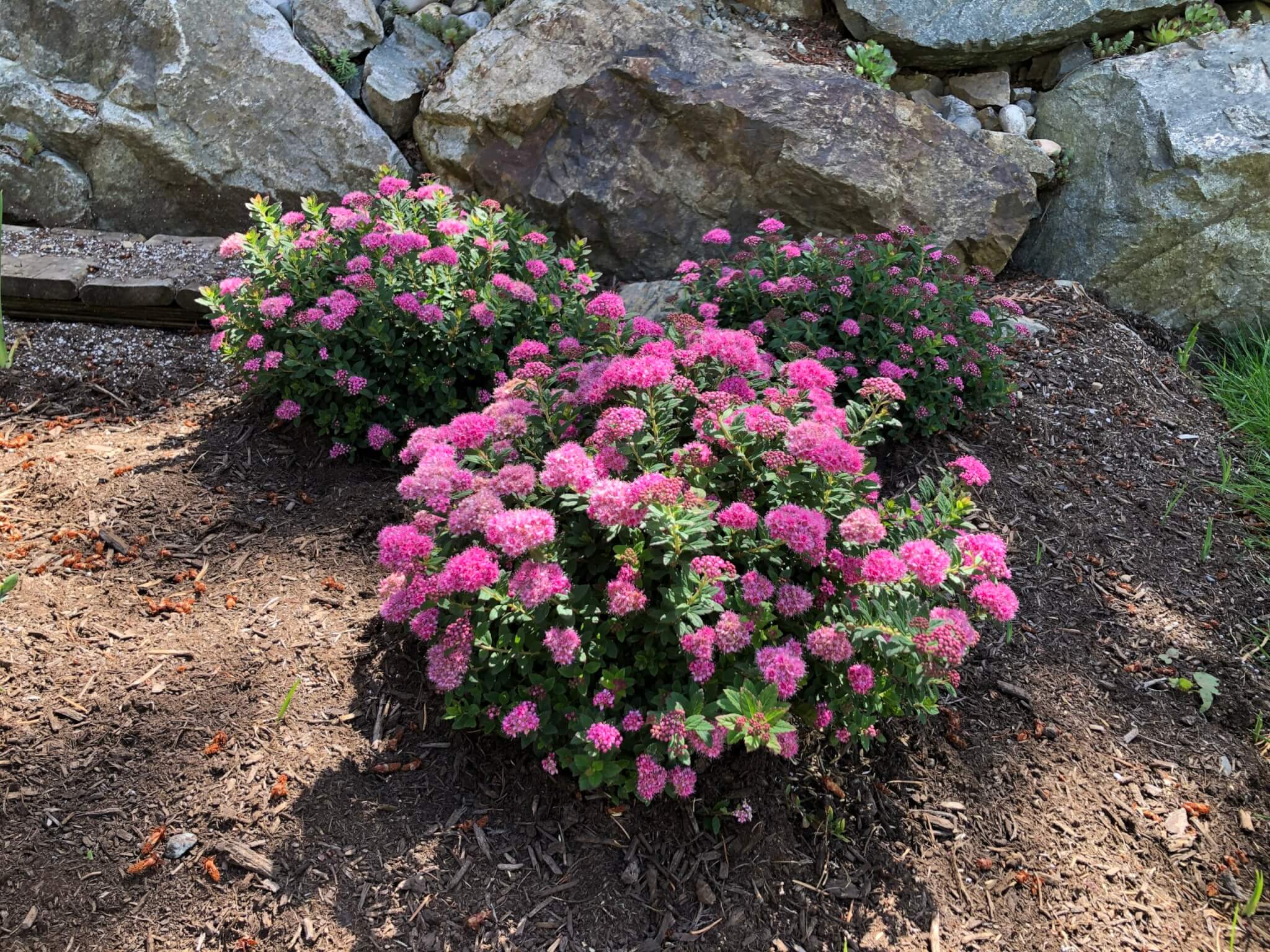 Spirea, Poprocks Petite