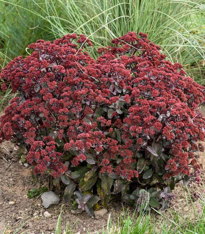 Sedum, Strawberry Milkshake