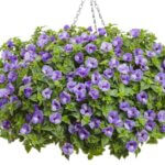Torenia, Summer Wave Large Blue