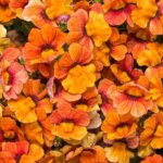 Nemesia, Sunsatia Blood Orange