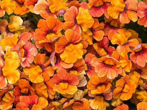 Nemesia, Sunsatia Blood Orange