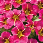 Calibrachoa, Superbells Cherry Star