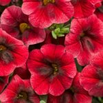 Calibrachoa, Superbells Pomegranate Punch