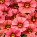 Calibrachoa, Superbells Coralina