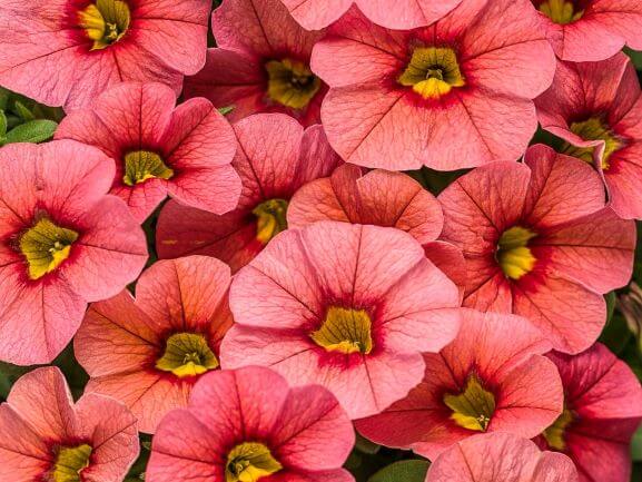 Calibrachoa, Superbells Coralina