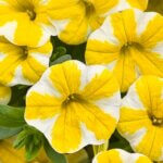 Calibrachoa, Superbells Lemon Slice