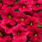 Calibrachoa, Superbells Red