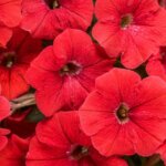 Petunia, Supertunia Really Red