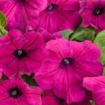 Petunia, Supertunia Royal Magenta