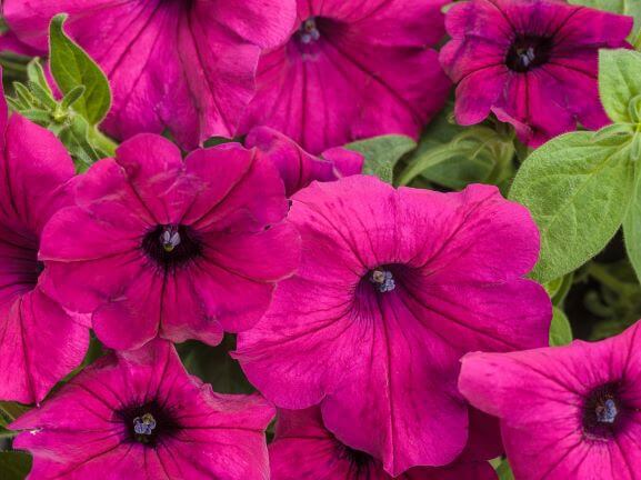 Petunia, Supertunia Royal Magenta