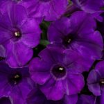 Petunia, Supertunia Royal Velvet