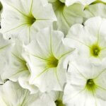Petunia, Supertunia White