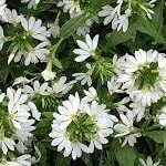 Scaevola, Surdiva White