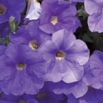 Petunia, Surfinia Sky Blue