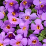 Bacopa, Snowstorm Blue