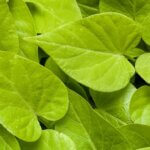 Sweet Potato Vine, Sweet Caroline Sweetheart Lime