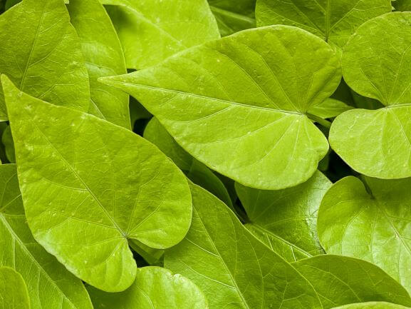 Sweet Potato Vine, Sweet Caroline Sweetheart Lime