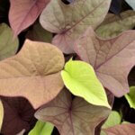 Sweet Potato Vine, Sweet Caroline Sweetheart Red