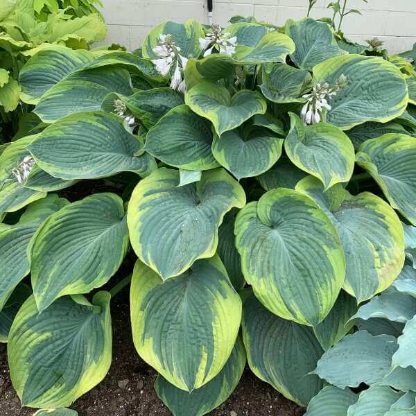 Hosta, Terms of Endearment