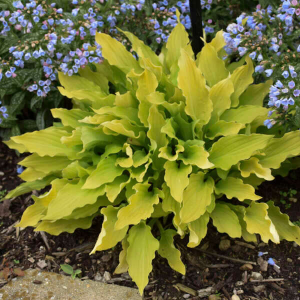 Hosta, Time in a Bottle