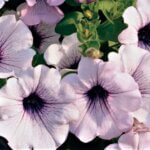 Petunia, Supertunia Trailing Blue Veined