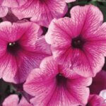 Petunia, Supertunia Trailing Strawberry Pink Vein
