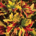Coleus, Twist and Twirl