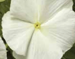 Vinca, Cora Cascade White
