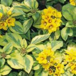Lysimachia, Wakiki Sunset