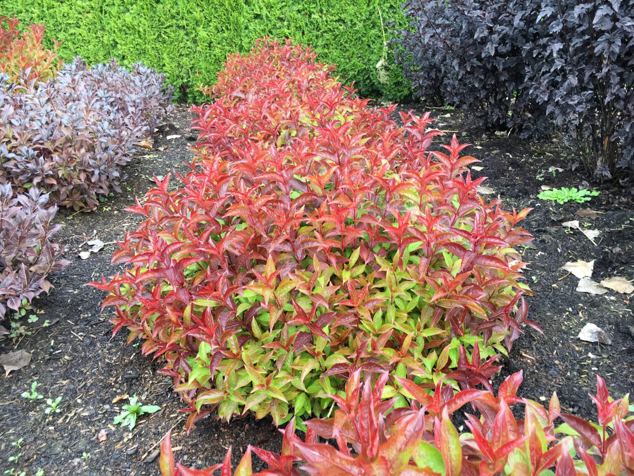 Weigela, Date Night Strobe
