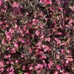 Weigela, Very Fine Wine