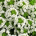 Lobularia, White Knight