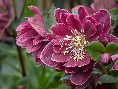 Lenten Rose, Amethyst Gem