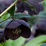 Lenten Rose, Black Diamond