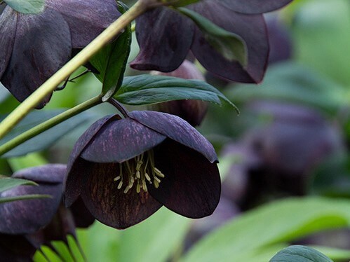 Lenten Rose, Black Diamond