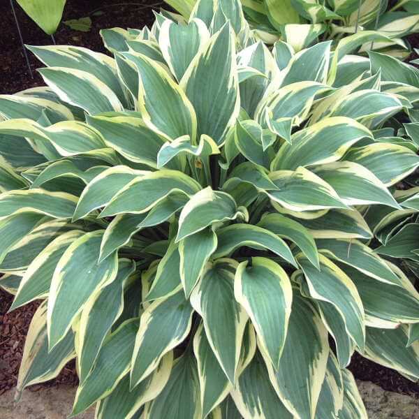 Hosta, Wolverine