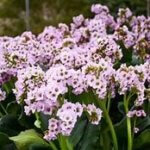 Bergenia, Fairytale Romance