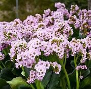 Bergenia, Fairytale Romance
