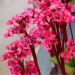 Bergenia, Vintage Rose