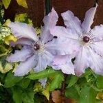 Clematis, Claire de Lune